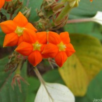 Mussaenda frondosa L.
